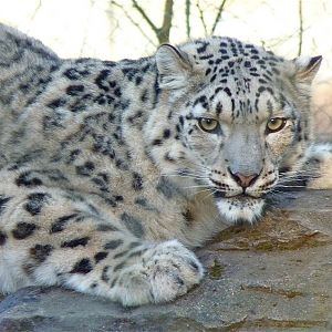 Irina the Snow Leopard
