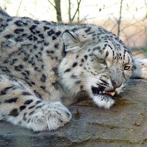 Irina the Snow Leopard