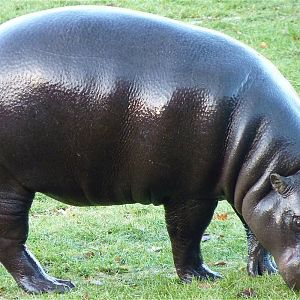 Wendy the Pygmy Hippo