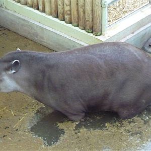 Now how does it get so mucky...