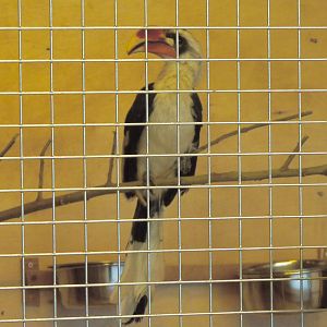 Von der Deckens Hornbill