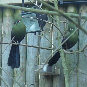 Green-Crested Touracos