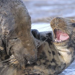 Grey seal courtship