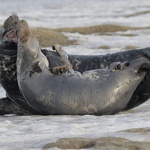 Grey seal mating