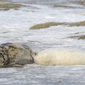 Grey seal nursing