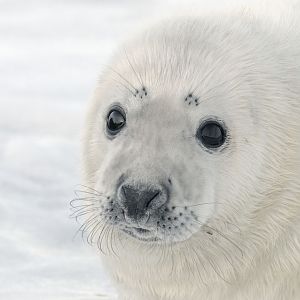 Grey seal pup on snow