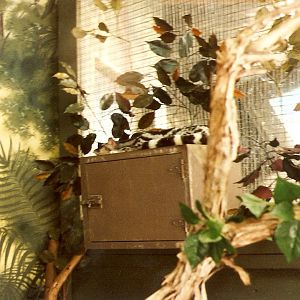 Banded Linsang at San Diego WAP, 1998