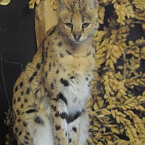 Serval