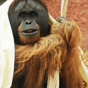Sumatran orang utan