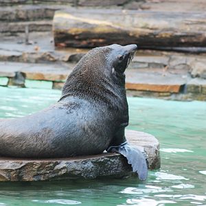 Southamerican fur seal male
