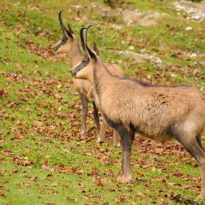 Abruzzi chamois