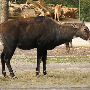 Nilgai male