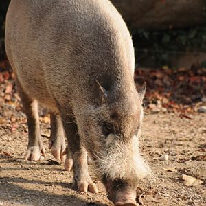 Bornean bearded pig