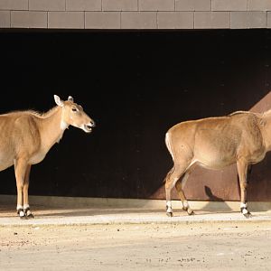 Nilgai females
