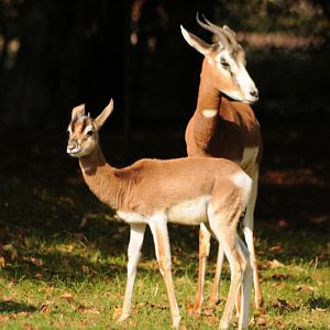 Addra gazelle