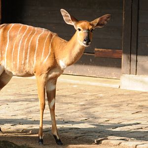 Lowland nyala