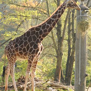 Reticulated giraffe