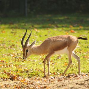 Dorcas gazelle