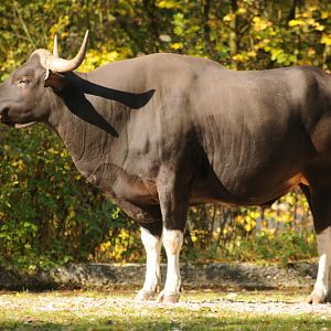 Javan banteng male