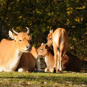 Javan banteng female with child