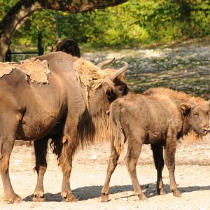 European bison