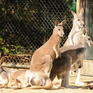 Red kangaroo