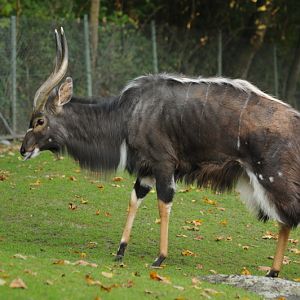 Lowland nyala male