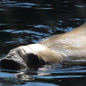 New York Aquarium 2010 - Pacific Walrus