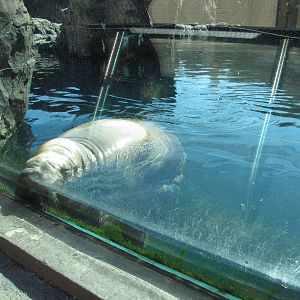 New York Aquarium 2010 - Pacific Walrus