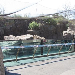 New York Aquarium 2010 - Front of Front of Pacific Walrus exhibit