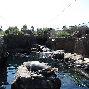 New York Aquarium 2010 - Seal and Sea Lion exhibit