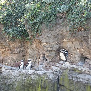 New York Aquarium 2010 - Jackass Penguins