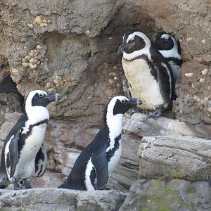 New York Aquarium 2010 - Jackass Penguins