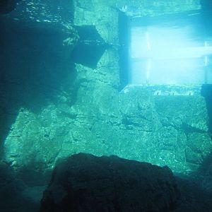 New York Aquarium 2010 - Underwater view in Sea Cliffs