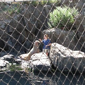 New York Aquarium 2010 - Pacific Walrus feeding