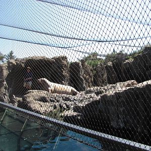New York Aquarium 2010 - Pacific Walrus feeding
