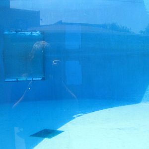 New York Aquarium 2010 - Inside former Beluga exhibit