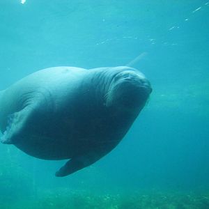 New York Aquarium 2010 - Pacific Walrus underwater