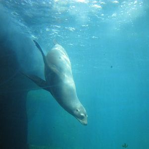 New York Aquarium 2010 - California Sea Lion underwater