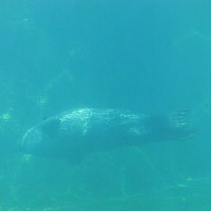 New York Aquarium 2010 - Common Seal underwater