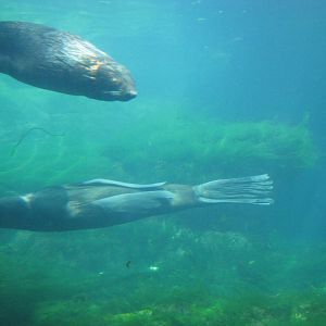 New York Aquarium 2010 - Northern Fur Seal underwater