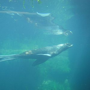 New York Aquarium 2010 - Northern Fur Seal underwater