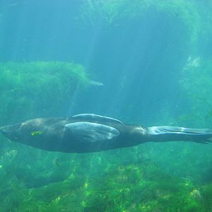New York Aquarium 2010 - Northern Fur Seal underwater
