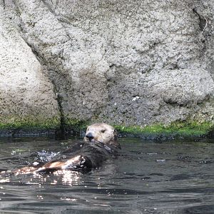 New York Aquarium 2010 - Sea Otter