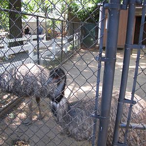 Staten Island Zoo 2010 - Emu