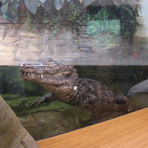 Staten Island Zoo 2010 - Chinese Alligator in Kauffeld Hall of Reptiles