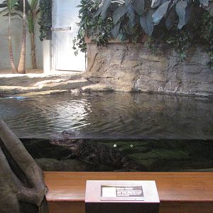 Staten Island Zoo 2010 - Chinese Alligator exhibit in Kauffeld Hall of Rept