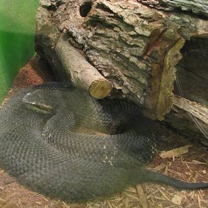 Staten Island Zoo 2010 - Eastern Cottonmouth in Kauffeld Hall of Reptiles