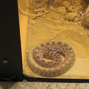 Staten Island Zoo 2010 - Desert Massasauga in Kauffeld Hall of Reptiles