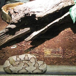 Staten Island Zoo 2010 - Southern Copperhead in Kauffeld Hall of Reptiles